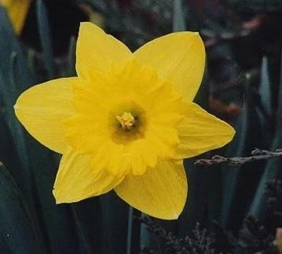 A daffodil sample from the 17 Category Flower Dataset.
