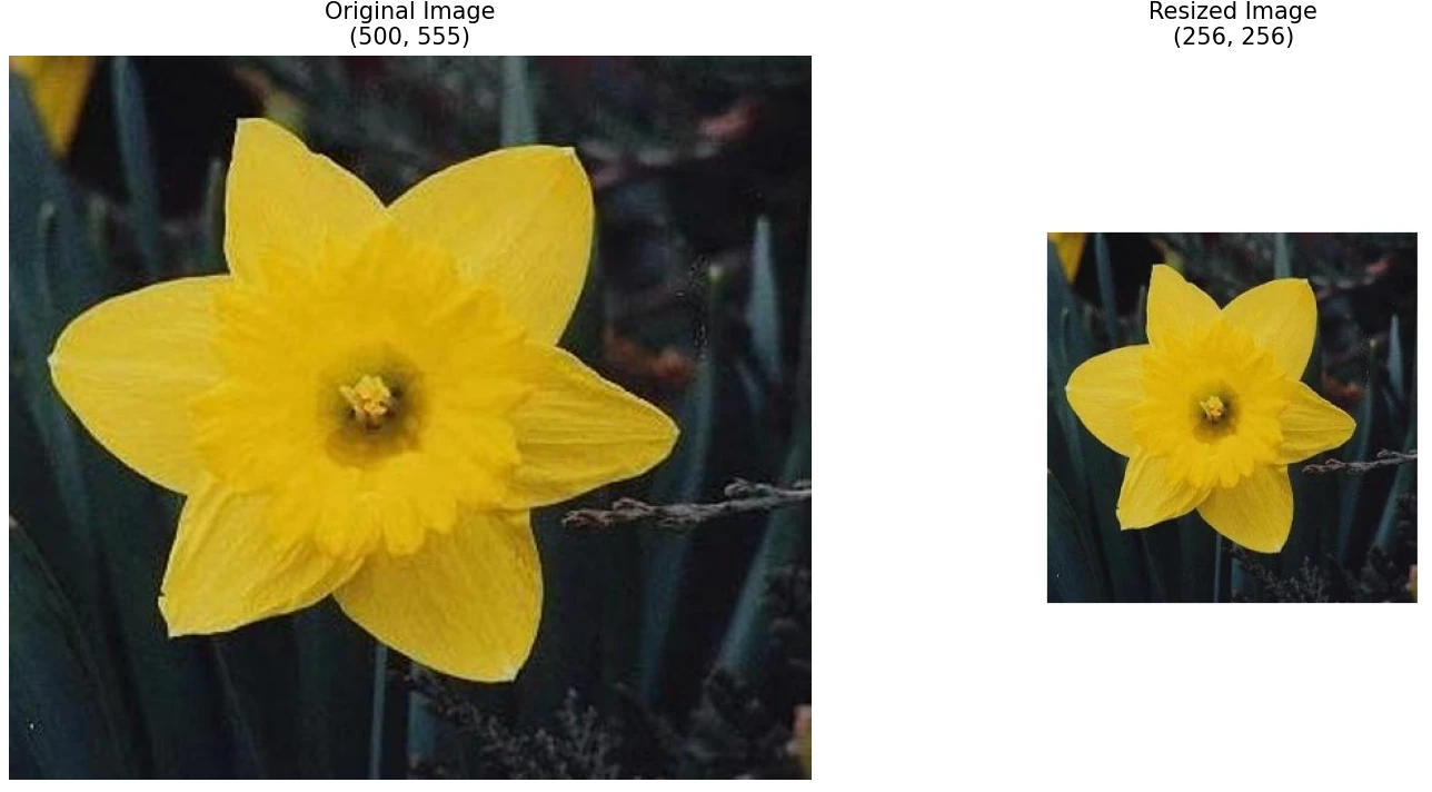 The flower image before and after resizing during preprocessing.